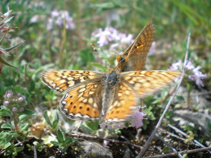 Farfalla da identificare - Euphydryas aurinia